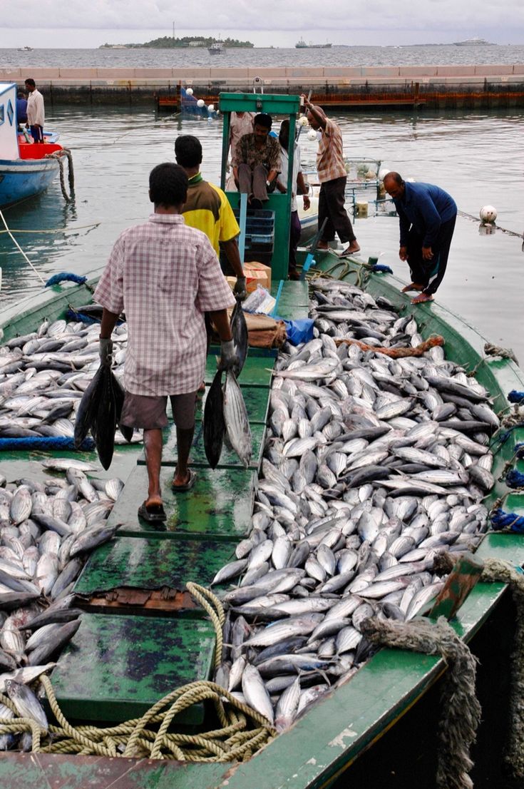 A green fishing boat filled with a fresh harvest of fish on the water, showcasing the rich aquatic life and fishing industry heritage of the Lake Victoria region with Roadrave Tours and Travel.
