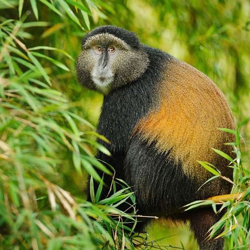A rare Golden Monkey perched in a bamboo forest in Volcanoes National Park, Rwanda, during a guided primate tracking safari with Roadrave Tours and Travel.