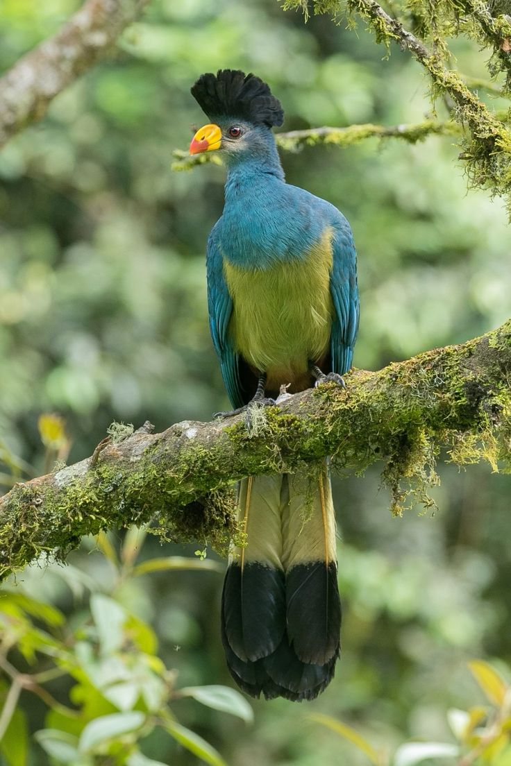 A vibrant Great Blue Turaco perched on a mossy branch in Nyungwe Forest National Park, Rwanda—an iconic sighting on a birding safari with Roadrave Tours and Travel.