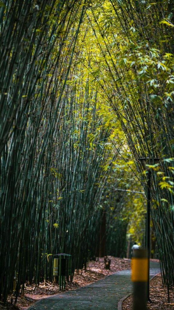 A paved walking path winding through a lush, dense bamboo forest tunnel at Nyandungu Eco-Park in Kigali, Rwanda. The sunlight filters through the green bamboo stalks, creating a serene nature trail for eco-tourism.