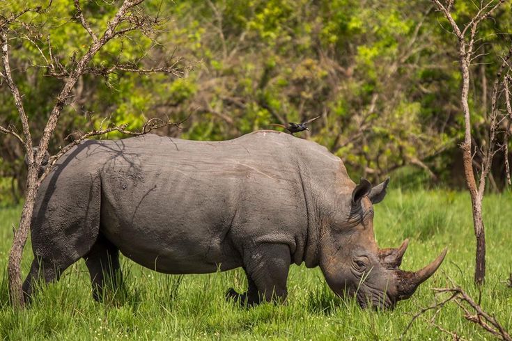 Rhinoceros with two horns in natural enclosure at Ziwa Rhino Sanctuary, photographed by Roadrave Tours and Travel for Uganda wildlife safari promotion