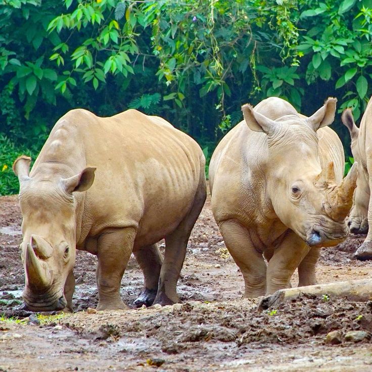Resting rhinoceros under fruit tree at Ziwa Rhino Sanctuary, documented by Roadrave Tours and Travel, promoting Uganda eco-tourism and safari experiences
