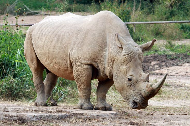Rhino grazing with bird companion in Ziwa Rhino Sanctuary, captured by Roadrave Tours and Travel, symbolizing Uganda safari and wildlife conservation