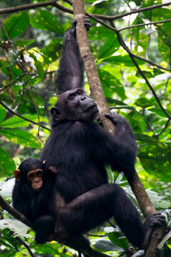 An adult chimpanzee and infant sitting in a tree canopy in Nyungwe Forest National Park, Rwanda, during a primate trekking tour with Roadrave Tours and Travel.