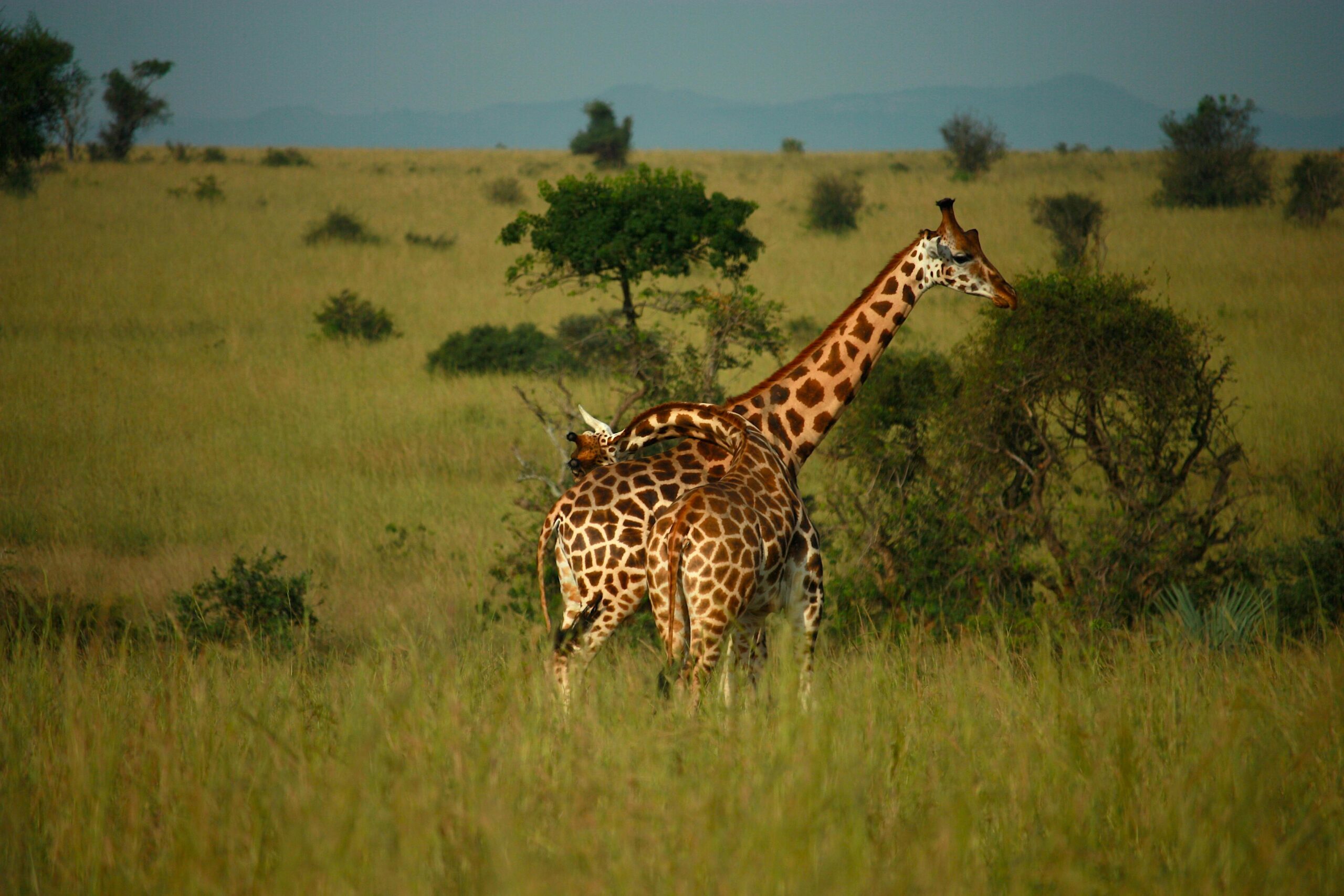 Two Rothschild giraffes standing together in the golden grasslands of Queen Elizabeth National Park, Uganda, during a scenic game drive with Roadrave Tours and Travel.