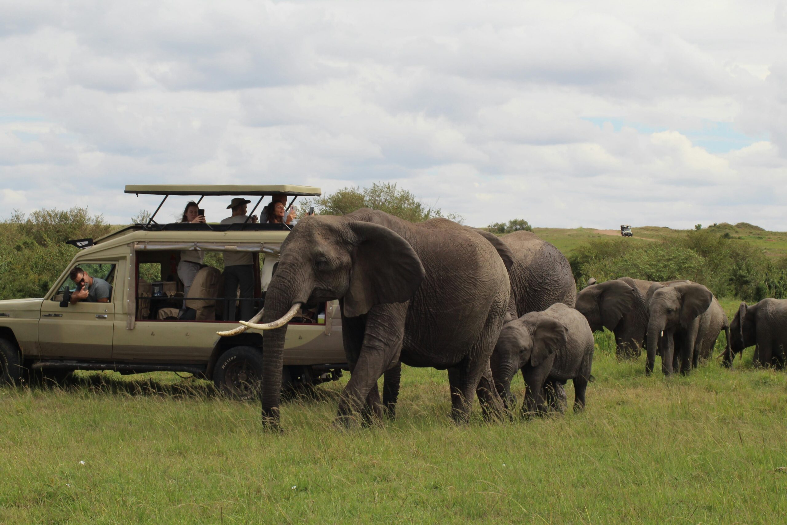 Luxury Kenya safari experience in Maasai Mara, showcasing elephant calf sightings and professional wildlife photography tours with Roadrave Tours.