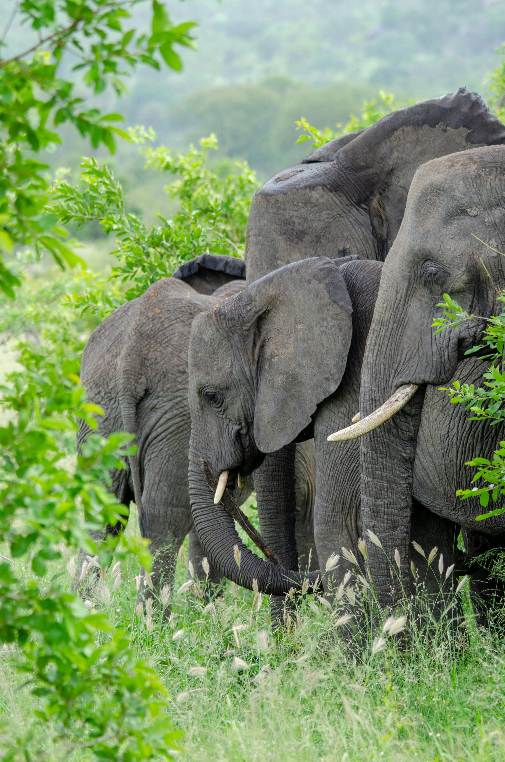 A herd of African elephants grazing in the lush greenery of Akagera National Park, Rwanda, during a guided wildlife safari experience with Roadrave Tours and Travel.