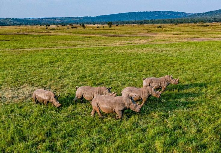 Group of white rhinos walking across the green savanna plains of Akagera National Park, Rwanda, captured during a Rordrave Tours and Travel safari adventure.
