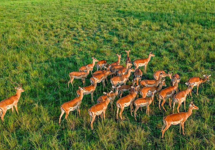 Aerial view of a herd of impalas standing on lush grasslands in Akagera National Park, Rwanda, showcasing wildlife diversity on a Rordrave Tours and Travel safari.