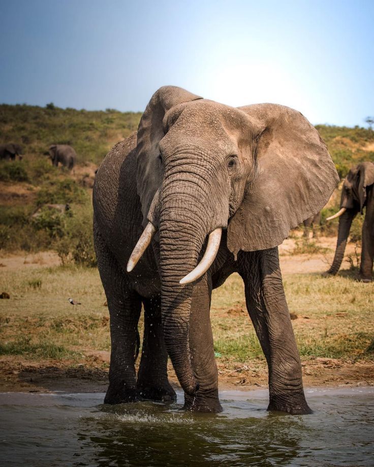 African elephant with tusks standing at water’s edge in Queen Elizabeth national park Uganda savanna, photographed by Roadrave Tours and Travel, highlighting wildlife safari experience and natural habitat beauty.