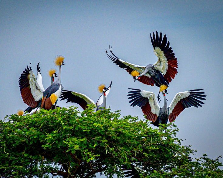 Grey crowned cranes perched and flying above lush green trees in Uganda, captured by Roadrave Tours and Travel, showcasing vibrant plumage, golden crowns, and natural wildlife beauty against a cloudy sky.