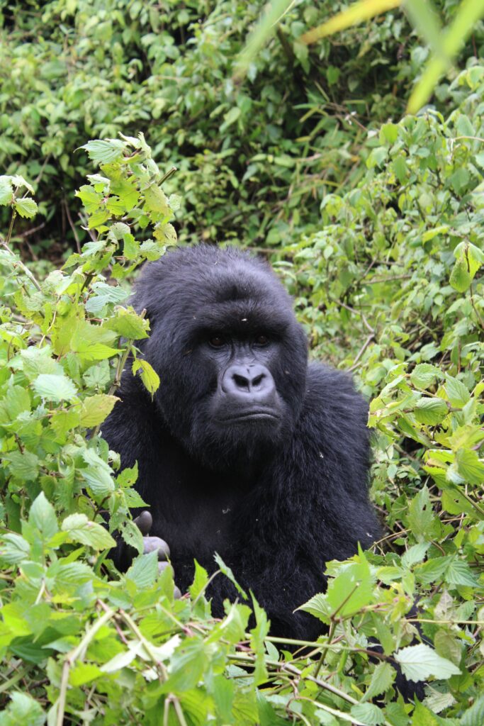Close‑up of a mountain gorilla surrounded by thick green foliage in Volcanoes National Park, Rwanda, highlighting Rordrave Tours and Travel’s intimate wildlife encounters.