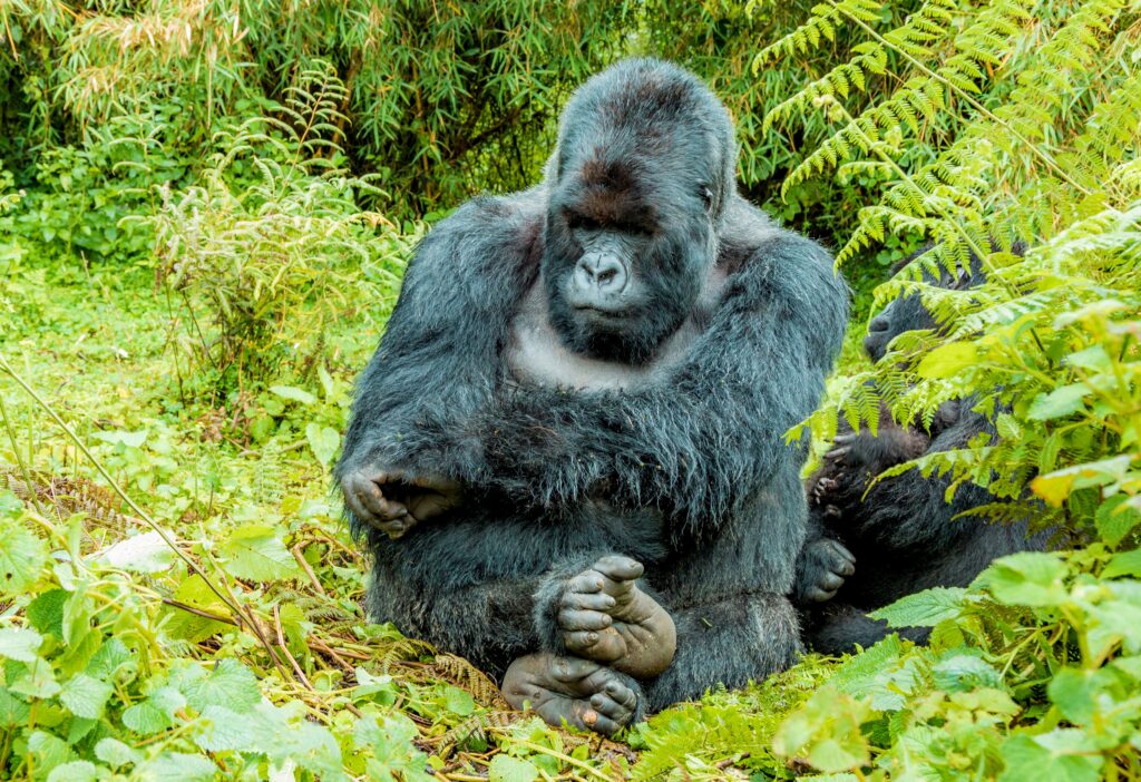 A majestic adult male gorilla sitting among lush green vegetation in Rwanda’s Volcanoes National Park, captured during a Rordrave Tours and Travel gorilla trekking experience.
